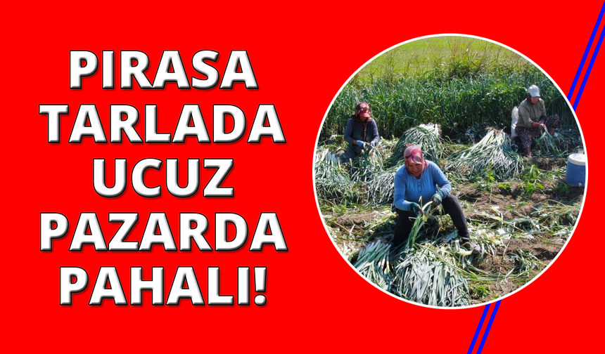 İzmir'de kış sebzesi pırasada hasat heyecanı