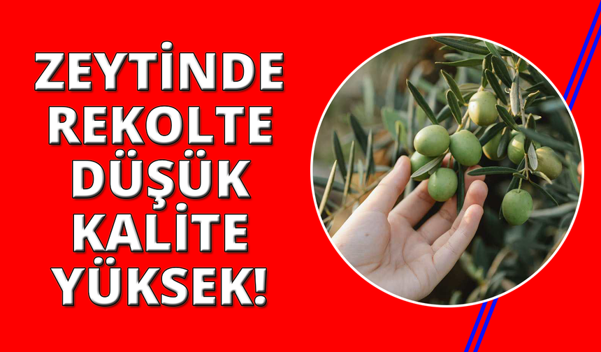 Manisa'da zeytinde rekolte düşük, kalite yüksek