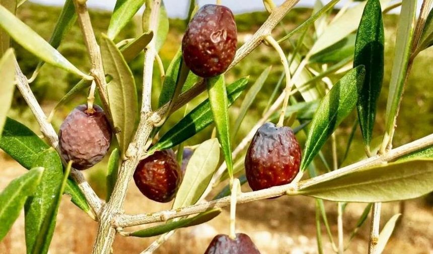 Karaburun Furma Zeytini hasadı başladı