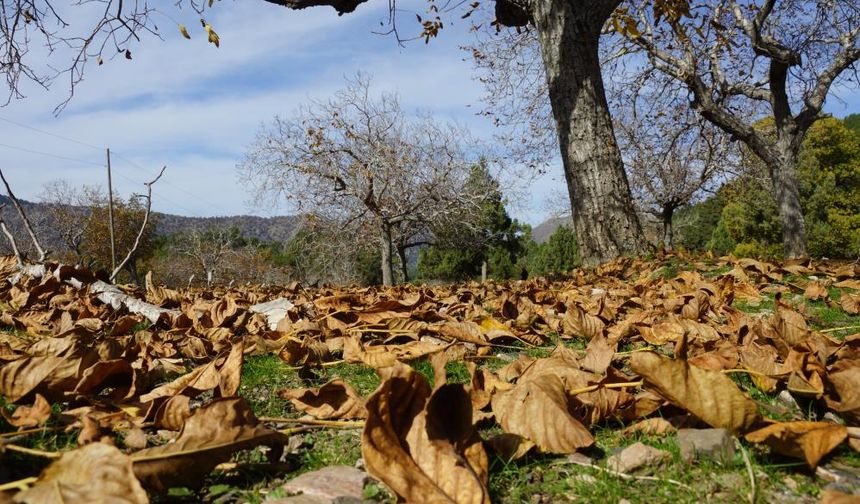 Aydın dağları sonbahara kucak açtı