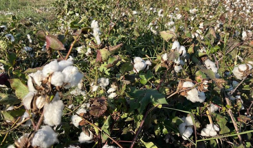 Yağışlar pamuğu etkiledi