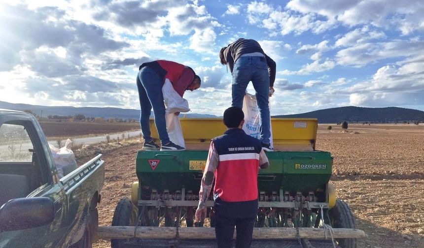 Çavdarhisar’da buğday ve tritikale tohumlarının ekimi yapıldı