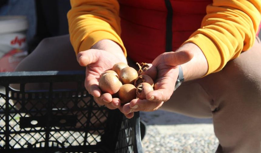 Beşbıyık meyvesi tezgahlarda yerini aldı