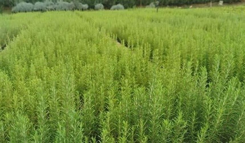 Muğla'da atıl araziler biberiye ile canlanıyor