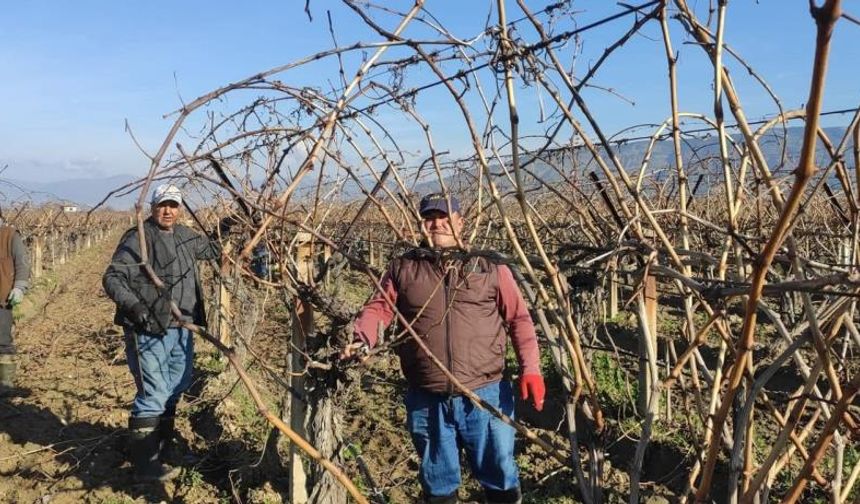 Sarıgöl’de bağ budama işçi ücretleri belli oldu