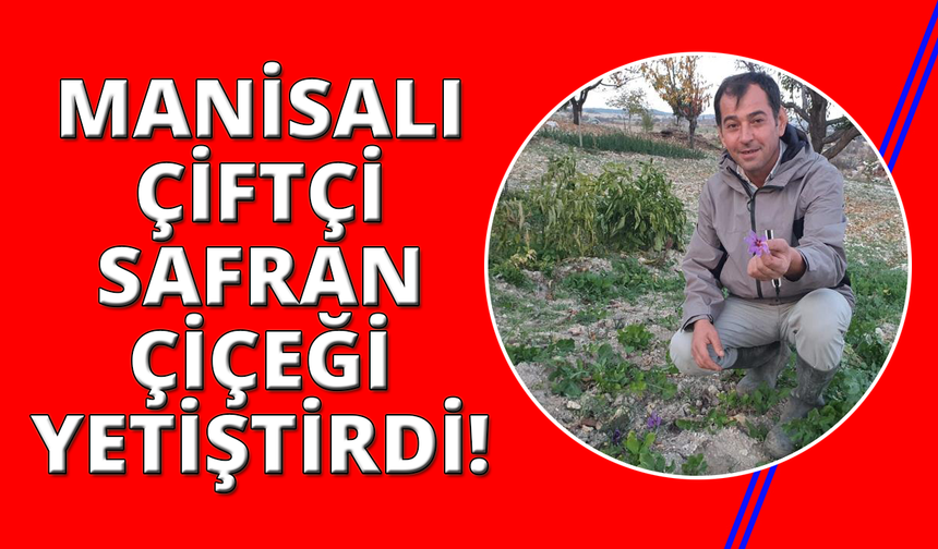 Manisa'da safran çiçeği yetiştirildi