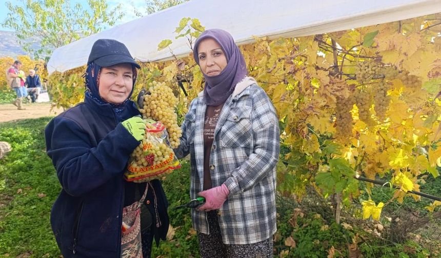 Sarıgöl’de üzüm kesimi aralık ayında da sürüyor