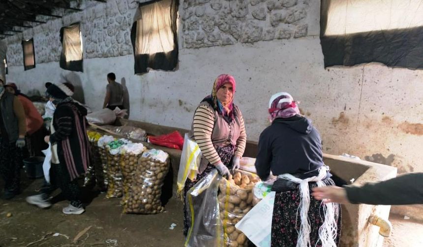 Hasadı biten patateste depolama süreci başladı
