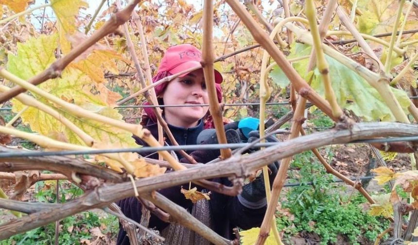 Budama maliyeti üreticiyi ailece bağa indirdi