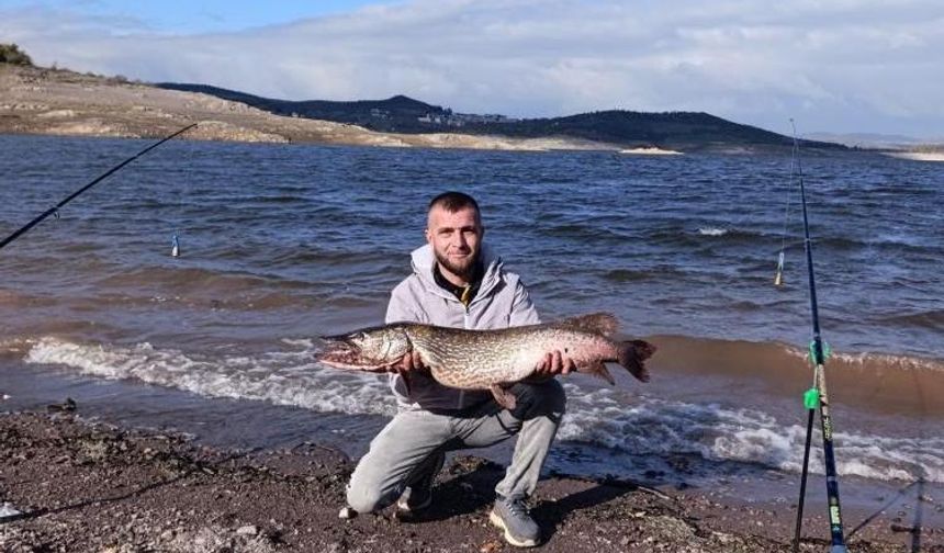 Sındırgı'da dev turna balığı yakalandı