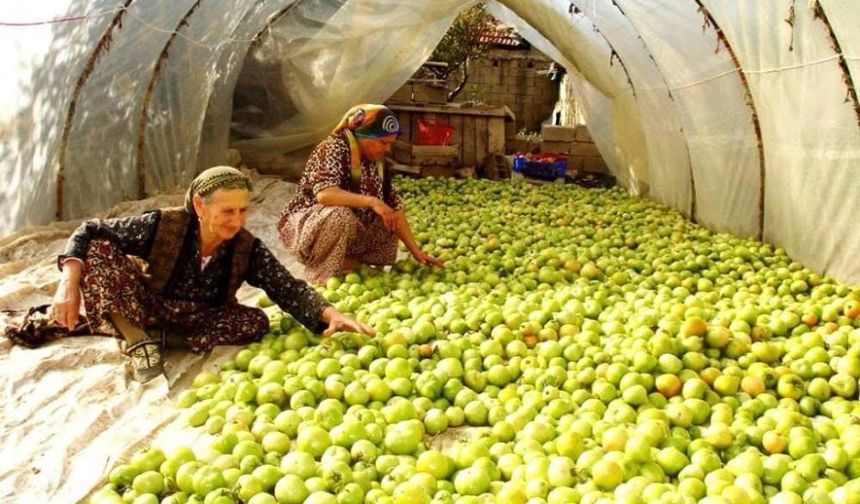 Kırağı vurdu, gök domates seraya taşındı