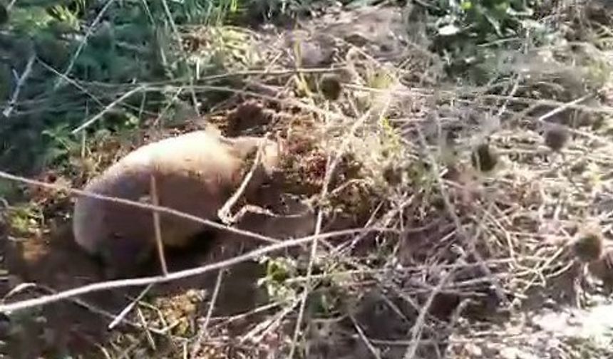 Yer altının gizemli canlısı Manisa’da ortaya çıktı