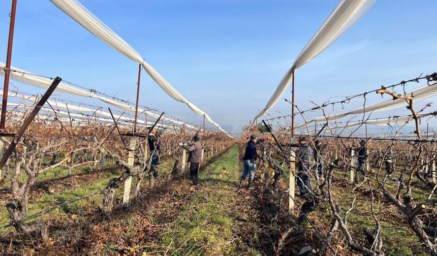 Buldan'da asmalar yeni sezona hazırlanıyor