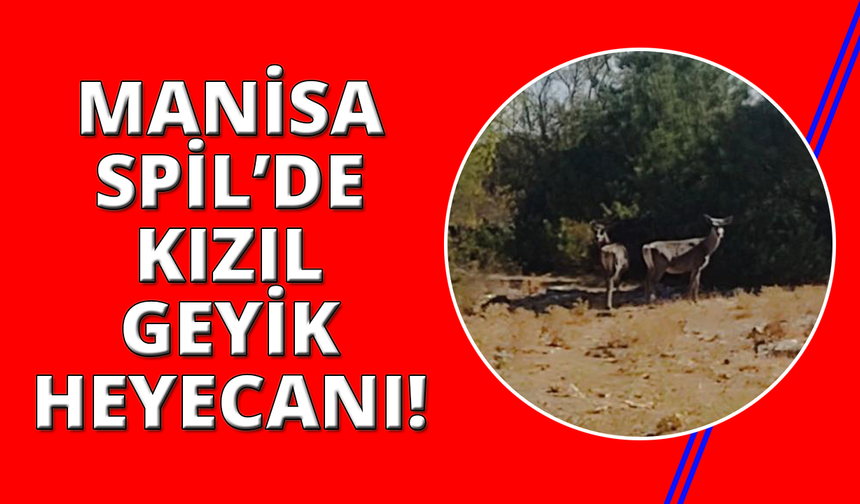 Kızıl geyikler aylar sonra Spil Dağı’nda yeniden görüntülendi