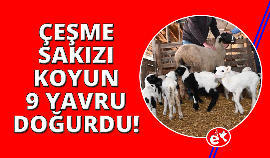 Denizli'de Çeşme Sakızı cinsi koyun 9 doğurdu