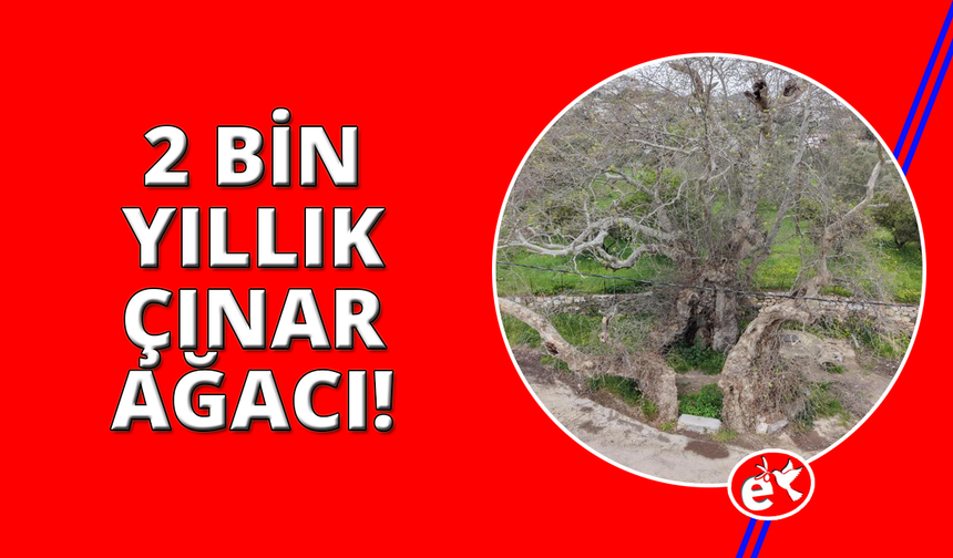 Bodrum’da 2 bin yıllık dev çınar keşfedildi