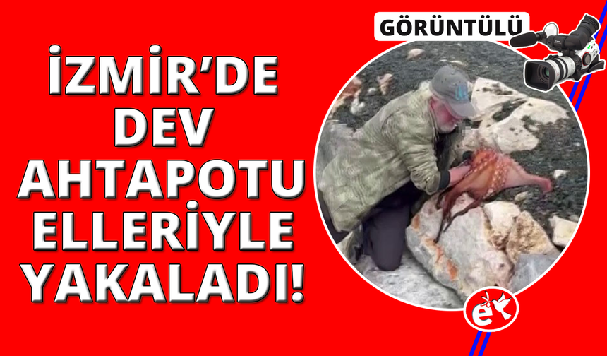 Görenler gözlerine inanamadı: Kayalıktaki dev ahtapotu elleriyle avladı