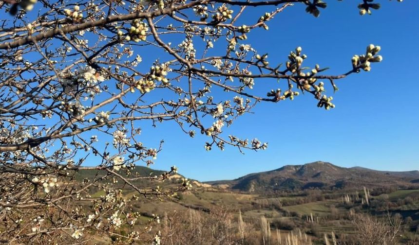 Emet'te badem ağaçları çiçek açtı