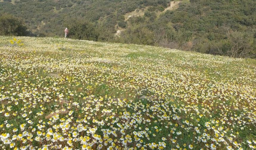 Dağlar çiçek açtı, arıcılar umutlandı