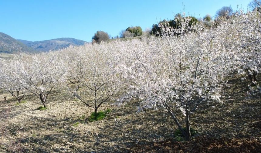 Manisa'da badem ağaçları çiçeklerle bezendi