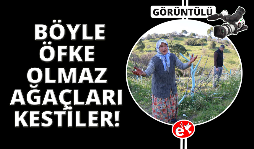 Böyle öfke görülmedi, yüzlerce incir ve zeytin ağacını kestiler