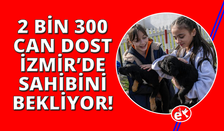 İzmir’de 2 bin 300 patili yuva bekliyor