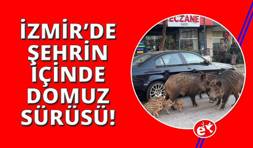 İzmir'de yaban domuzları gündüz vakti sokaklarda yiyecek aradı
