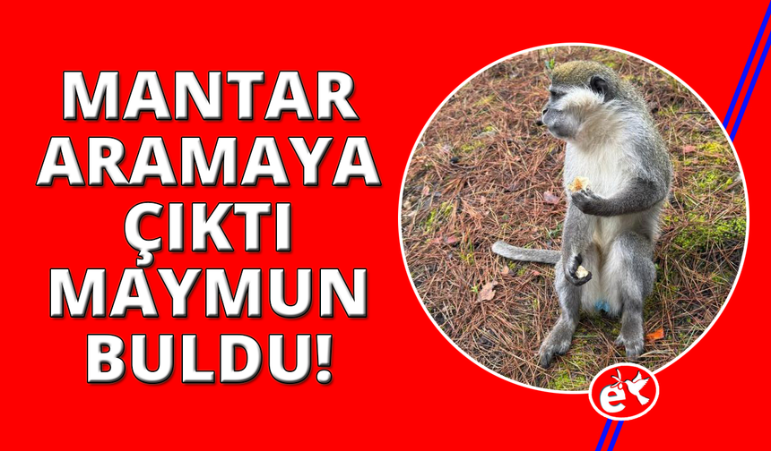 Mantar aramak için çıktığı doğada maymun buldu
