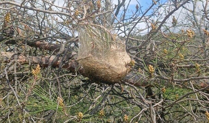 Çam ormanlarında 'Kese kurdu' alarmı