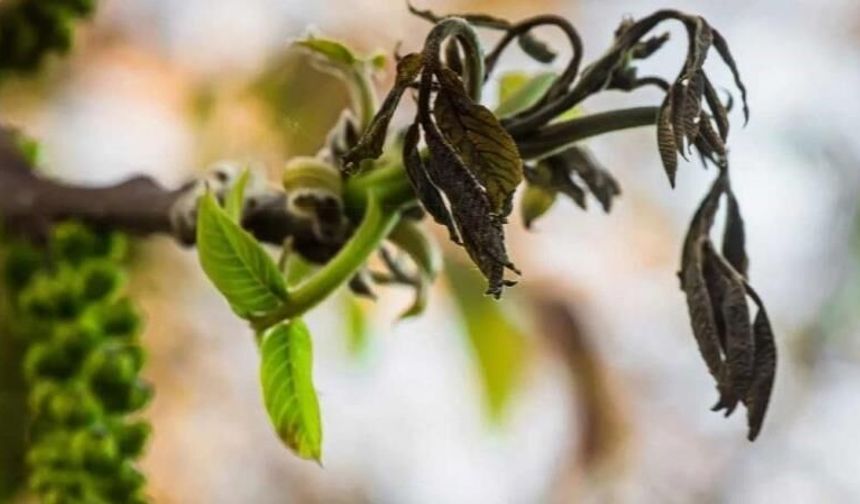 Salihli’de ceviz üreticilerine antraknoz uyarısı