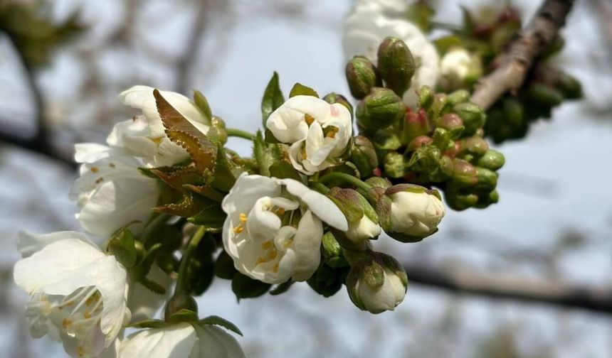 Manisa'da ‘Monilya’ tehlikesi