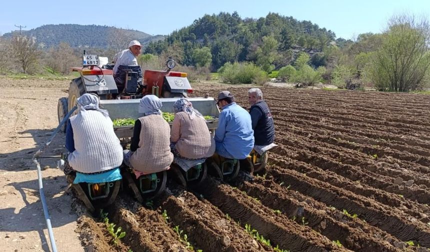 Manisa'da tütün  mesaisi başladı