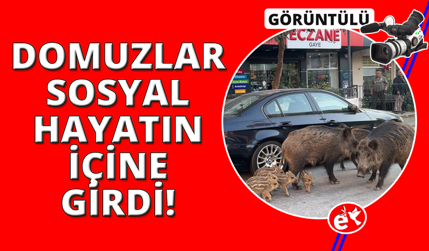 İzmir'de domuzlar sosyal hayatın parçası olmaya başladı