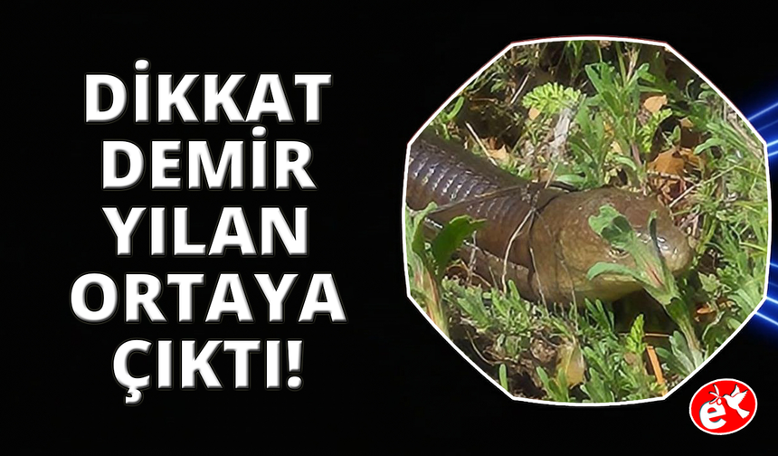Demir yılan Denizli'de ortaya çıktı