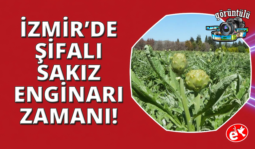 Karaciğer dostu tescilli sakız enginarı tarladan sofralara uzanıyor