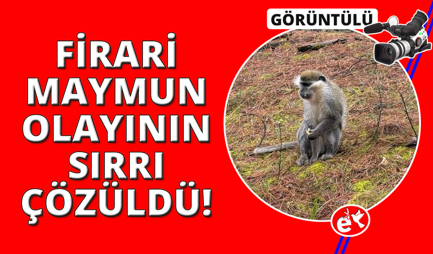Denizli'deki firari maymunların sırrı çözüldü