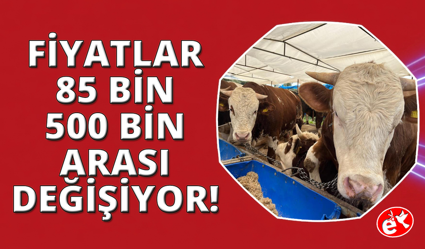 İzmir'de kurban pazarları kurulmaya başladı