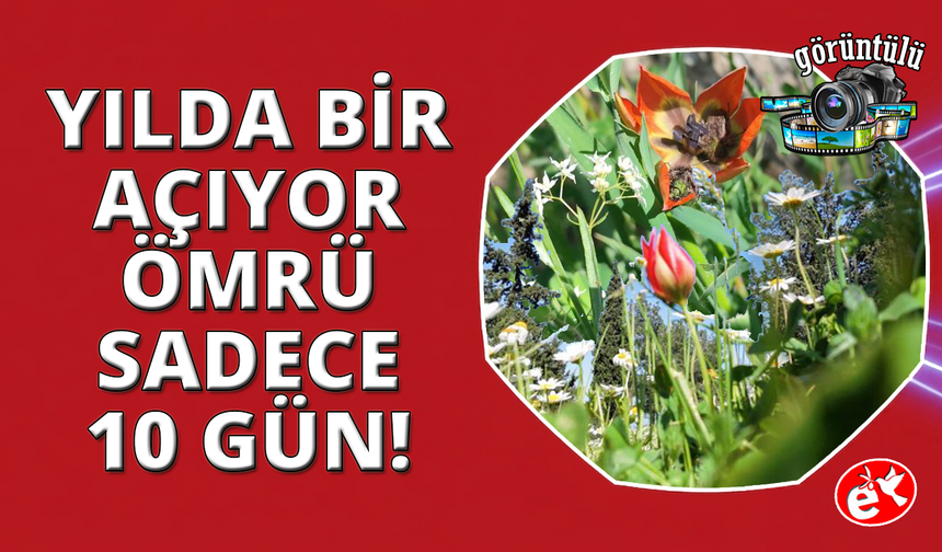 Bu lalenin ömrü 10 gün, koparmanın cezası araba parası