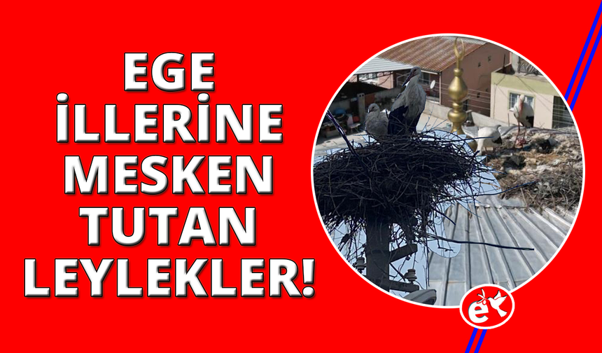 Manisa' ve Denizli'nin misafir leylekleri