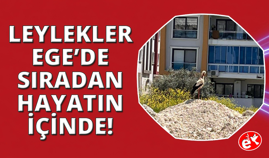 Leylekler Ege'de hayatın parçası oldu.