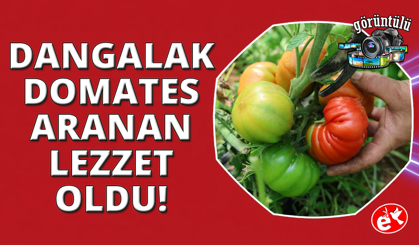 Dangalak domatesin hasadı başladı