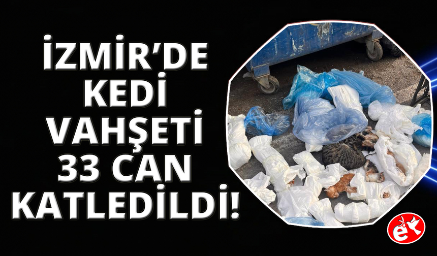 Poşetler içinde bulunan 33 ölü kedi ile ilgili soruşturma başlatıldı