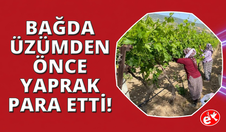 Manisa'da asma yaprağı sezonu başladı