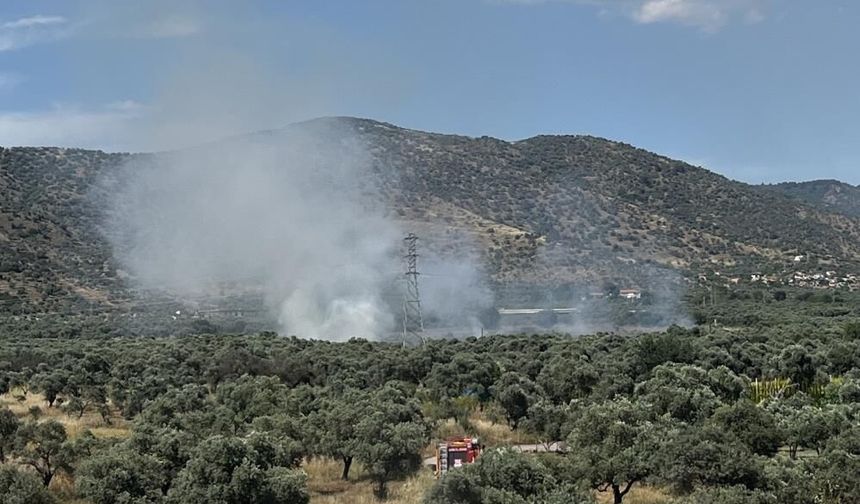 Bayındır’da zeytinlik alanda yangın