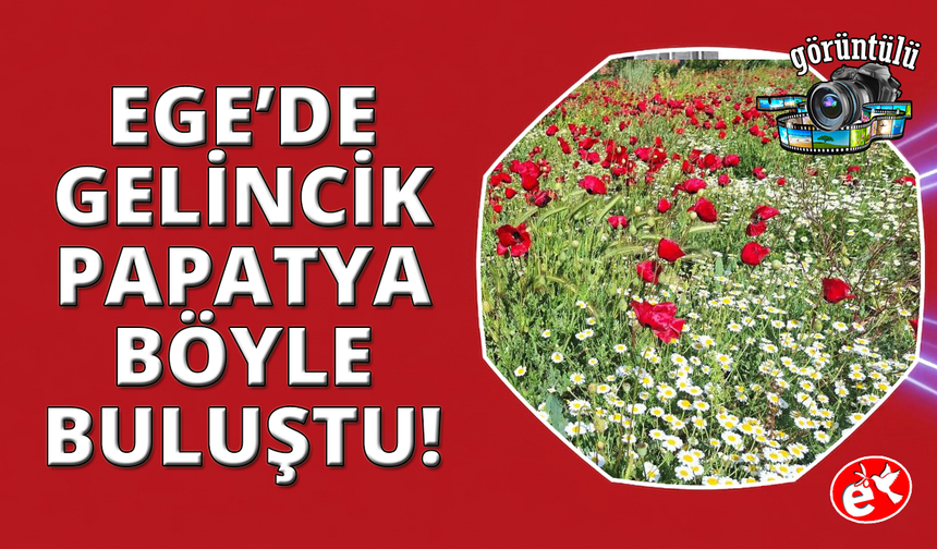 Ege'de gelinciklerin papatyalarla buluşması