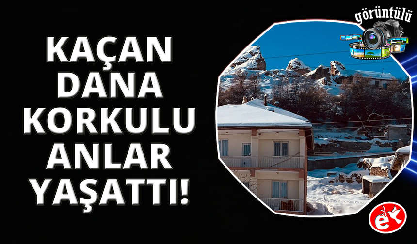 Sahibinin elinden kaçan dana korku dolu anlar yaşattı