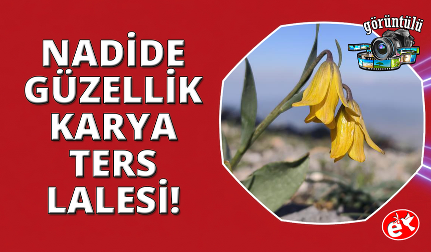Spil'in zirvesinde açan nadir güzellik