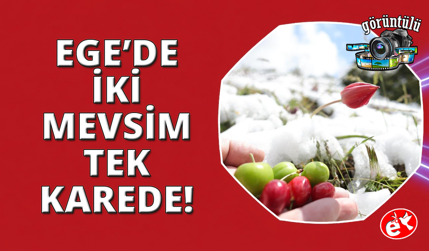 Manisa Laleleri mayıs karına yakalandı
