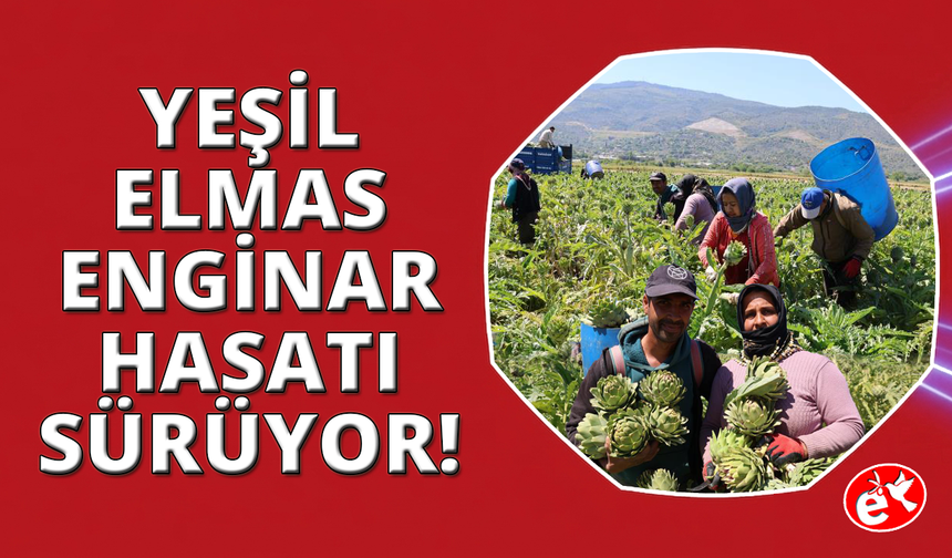 Sağlık kaynağı Aydın enginarında hasat sürüyor