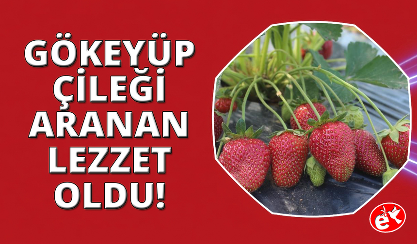 Salihli’nin organik çileği ilgi odağı oldu